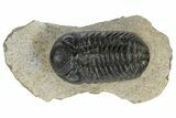 Austerops Trilobite - Nice Eye Facets #181409-2